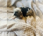 Small Photo #23 Miniature Australian Shepherd Puppy For Sale in TONASKET, WA, USA
