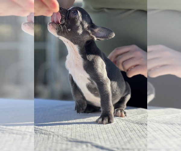 Medium Photo #10 French Bulldog Puppy For Sale in SACRAMENTO, CA, USA