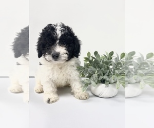 Poodle (Toy) Puppy for sale in ROCKY MOUNT, NC, USA