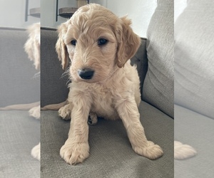 Labradoodle Puppy for sale in DAVENPORT, IA, USA