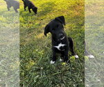 Small #1 Shepradors