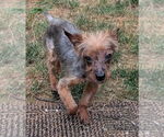 Small #3 Mutt