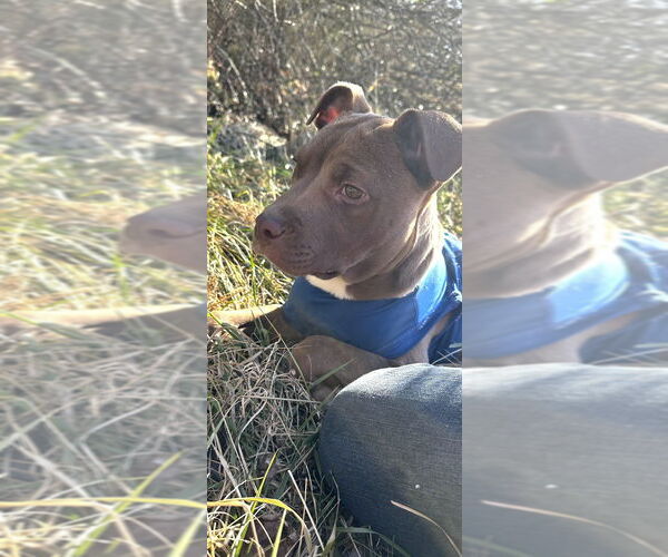 Medium Photo #4 Mutt Puppy For Sale in Mooresville, NC, USA