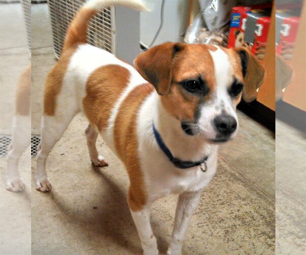 Medium Photo #12 Beagle-Unknown Mix Puppy For Sale in Rockaway, NJ, USA
