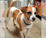 Small #11 Beagle Mix