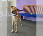 Small #1 Labrador Retriever Mix