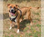 Small German Shepherd Dog-Mastiff Mix