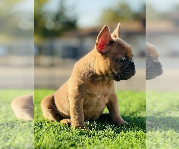 Medium Photo #2 French Bulldog Puppy For Sale in FOLSOM, CA, USA