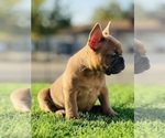 Small #1 French Bulldog