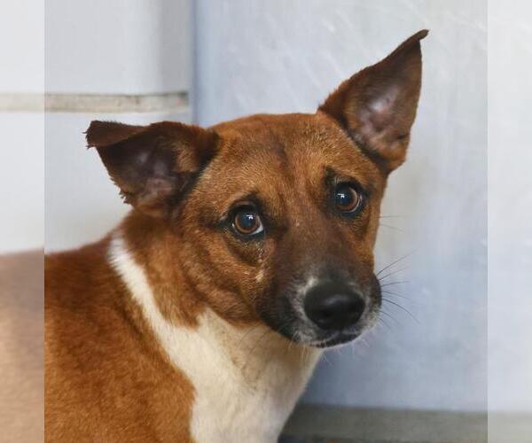 Medium Photo #1 Mutt Puppy For Sale in San Antonio, TX, USA