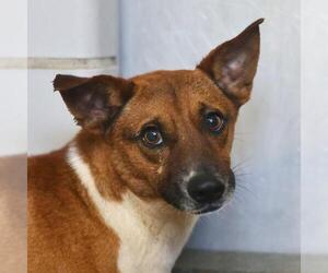 Mutt Dogs for adoption in San Antonio, TX, USA