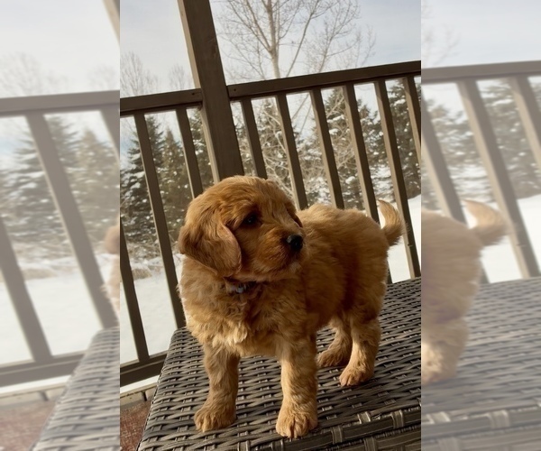 Medium Photo #26 Goldendoodle (Miniature) Puppy For Sale in RANDOLPH, WI, USA