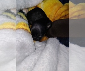 Chihuahua Puppy for sale in NEWPORT NEWS, VA, USA