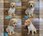 Small Photo #1 Golden Retriever Puppy For Sale in SALISBURY, NC, USA