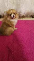 Pomeranian Puppy for sale in EAST AURORA, NY, USA
