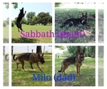 Small Photo #1 German Shepherd Dog Puppy For Sale in KELLER, TX, USA