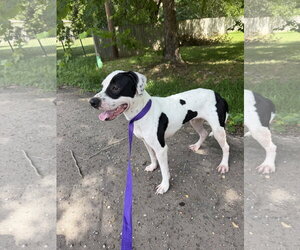 Ruthie - Female Labrador Retriever-Unknown Mix Dog for Adoption - Photo #7