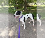 Small #6 Labrador Retriever Mix