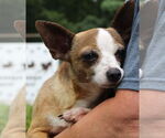 Small #1 Chihuahua