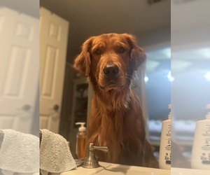 Father of the Golden Retriever puppies born on 07/03/2025