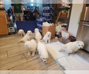 Samoyed Puppy for Sale in ARLINGTON, Washington USA