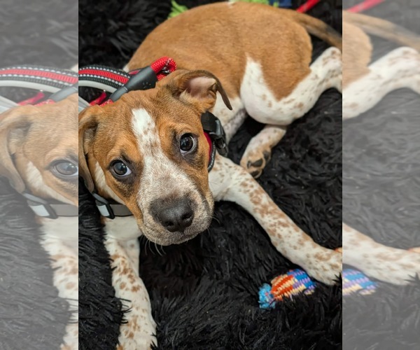 Medium Photo #5 Mutt Puppy For Sale in Woodbury, NY, USA