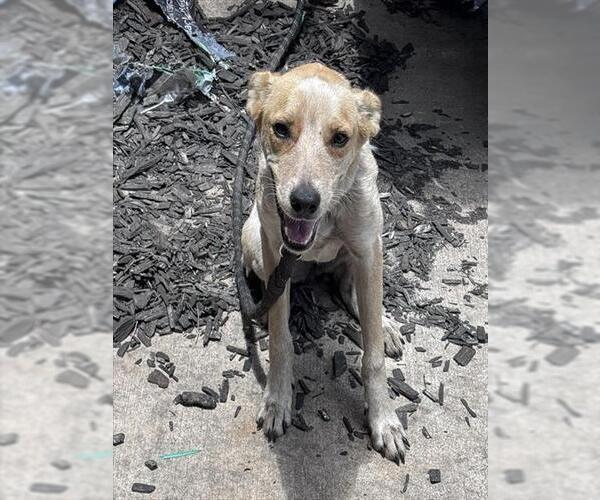 Medium Photo #3 Mutt Puppy For Sale in San Antonio, TX, USA