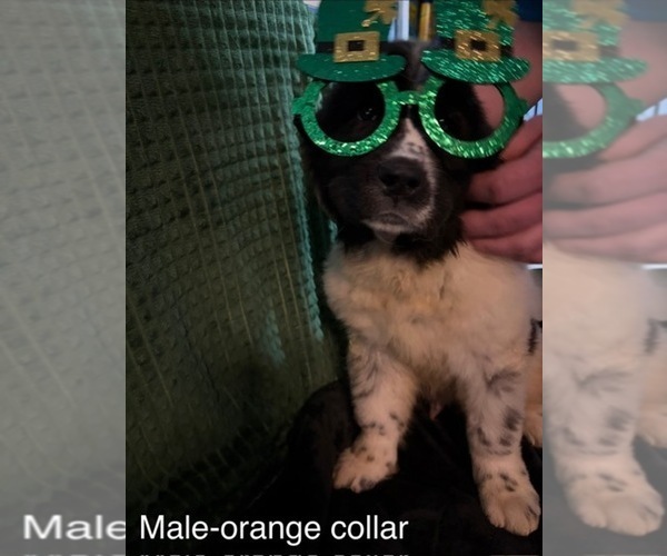 Medium Photo #5 Newfoundland Puppy For Sale in AURORA, IN, USA