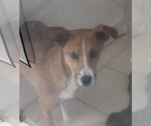 Mutt Dogs for adoption in Oakland Park, FL, USA