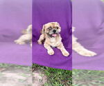 Small #2 Shih Tzu