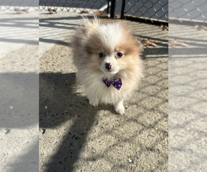 Pomeranian Puppy for sale in RANDOLPH, MA, USA