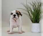 Small Photo #6 English Bulldog Puppy For Sale in NAPPANEE, IN, USA