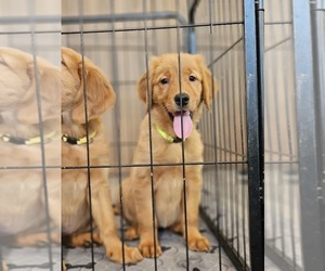 Golden Retriever Puppy for sale in VALLEJO, CA, USA