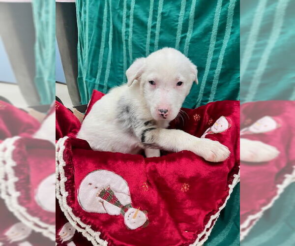 Medium Photo #4 Mutt Puppy For Sale in Webster, WI, USA