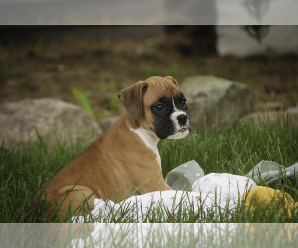 Medium Photo #3 Boxer Puppy For Sale in SHIPSHEWANA, IN, USA