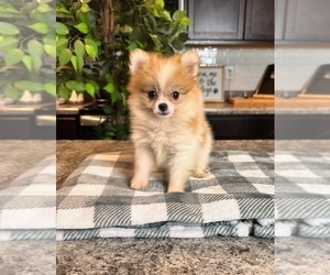 Medium Pomeranian