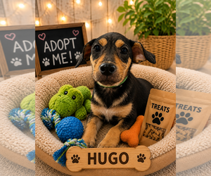 Chihuahua-Unknown Mix Dogs for adoption in Queen Creek, AZ, USA