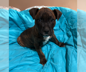 Mookie - Male Mutt Dog for Adoption - Photo #2