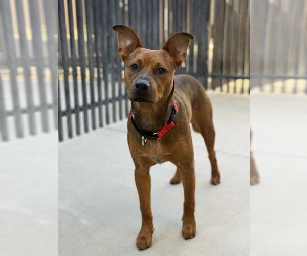 Medium Photo #1 Mutt Puppy For Sale in Santa Maria, CA, USA