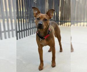 Mutt Dogs for adoption in Santa Maria, CA, USA