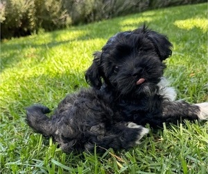 Havanese Litter for sale in BRISBANE, CA, USA