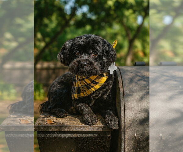 Medium Photo #1 Mal-Shi Puppy For Sale in Phoenix, AZ, USA