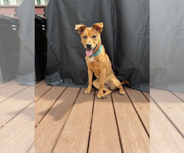 Medium Photo #24 Borador Puppy For Sale in Brewster, NY, USA