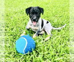Small #1 Mutt