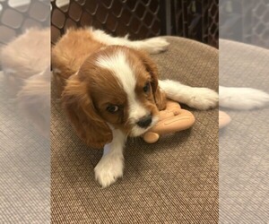 Cavalier King Charles Spaniel Puppy for sale in SAN LEANNA, TX, USA