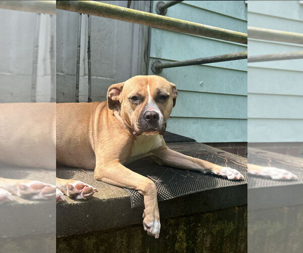 Medium Photo #4 American Staffordshire Terrier-Unknown Mix Puppy For Sale in Raleigh, NC, USA