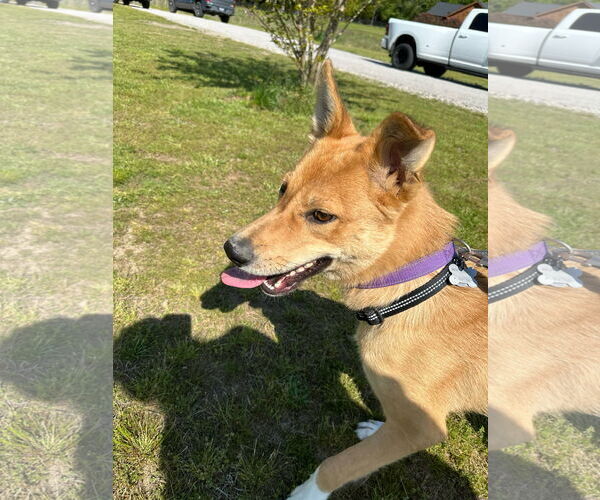 Medium Photo #2 Mutt Puppy For Sale in Holly Springs, NC, USA