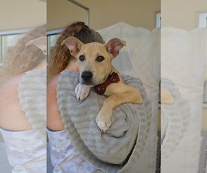 Mutt Dogs for adoption in McKinney, TX, USA