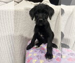 Small #1 Miniature Labradoodle