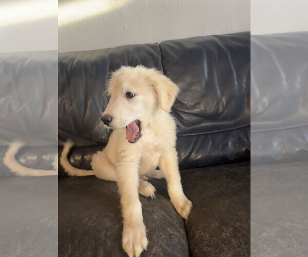 Medium Photo #2 Great Pyrenees Puppy For Sale in Spring, TX, USA